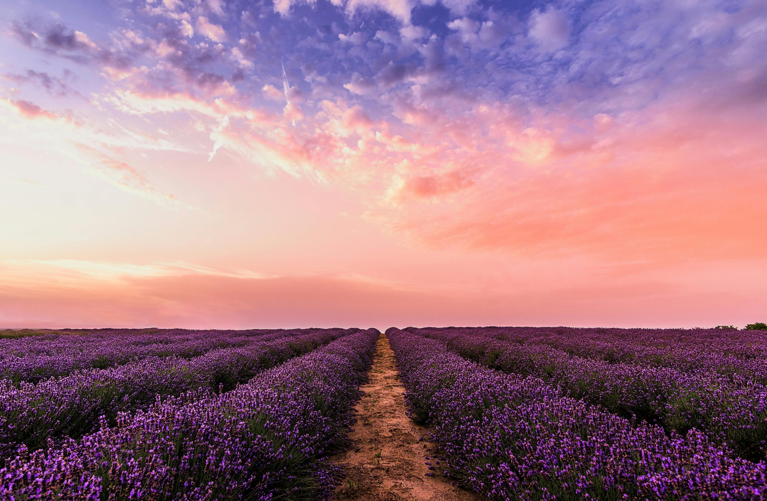 Breathtaking view of a lavender field at sunset with a vibrant pastel sky, embodying tranquility and nature's beauty.
